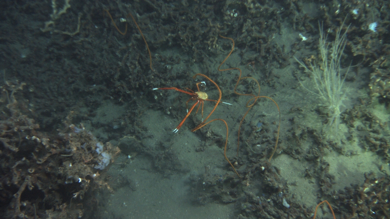 An orange and white squat lobster and orange black coral whip corals