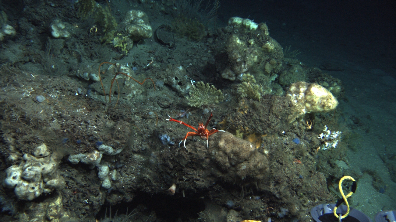 A large orange and white squat lobster with chelae extended, orange black coral whip corals, two small octocoral bushes, small blue sponges, white sponges,and a small pink squat lobster in the lower right corner