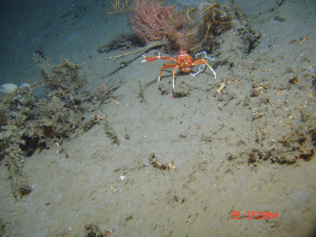 A large squat lobster with only one chela