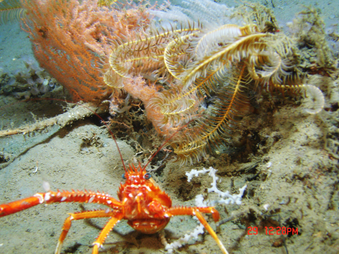 Closeup of a large squat lobster with yellow feather star crinoid and pinkishorange octocoral behind the squat lobster