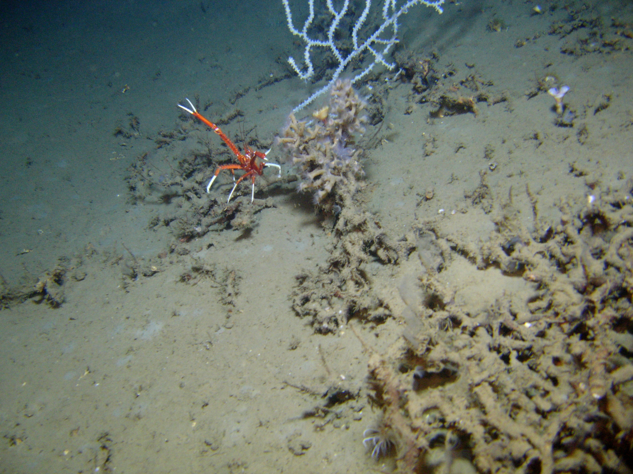 Squat lobster in front of a small white coral and a colony of brownish yellowzoanthids
