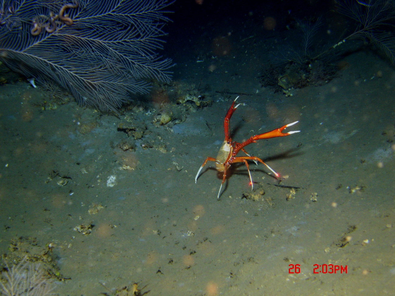 Squat lobster with chelae open and ready for action