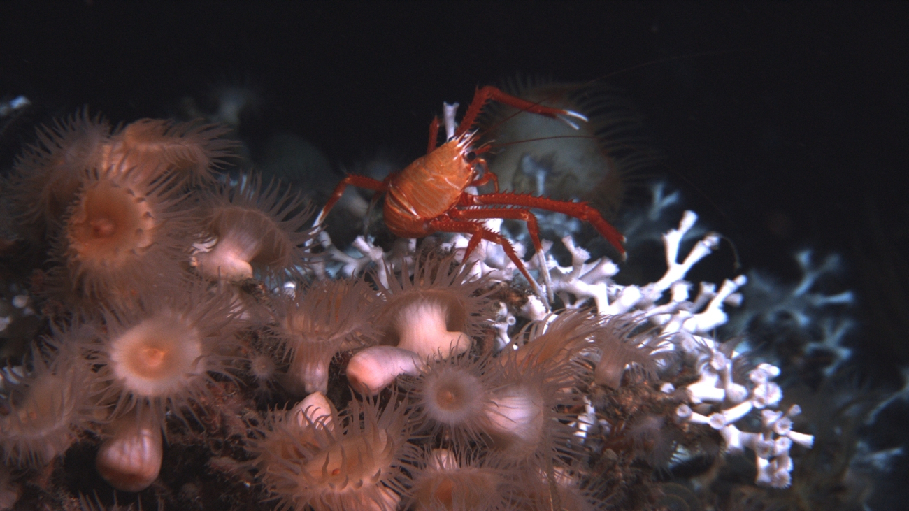 A large squat lobster on Lophelia pertusa coral with brown and orange anemonesin the foreground