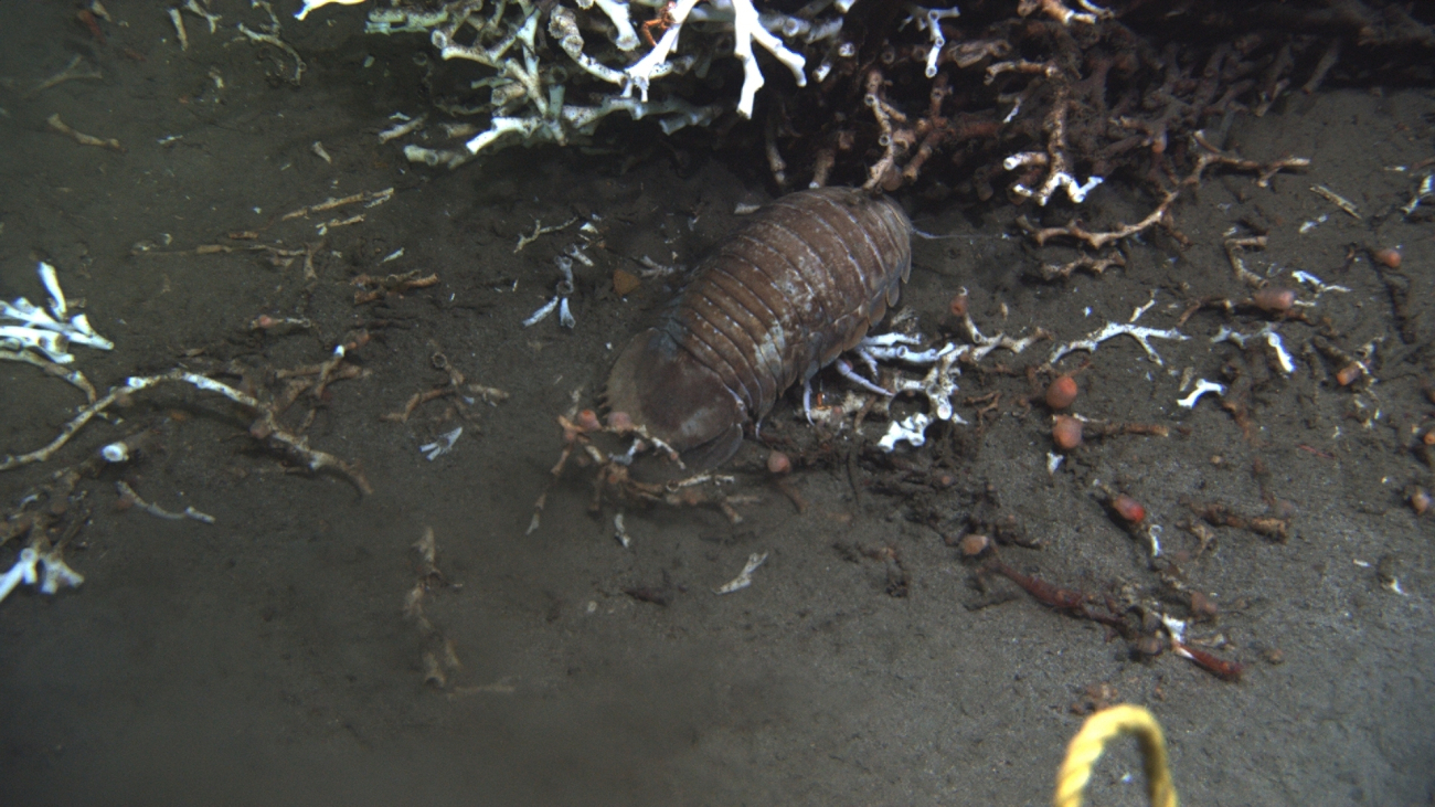 A giant isopod below  a Lophelia pertusa colony