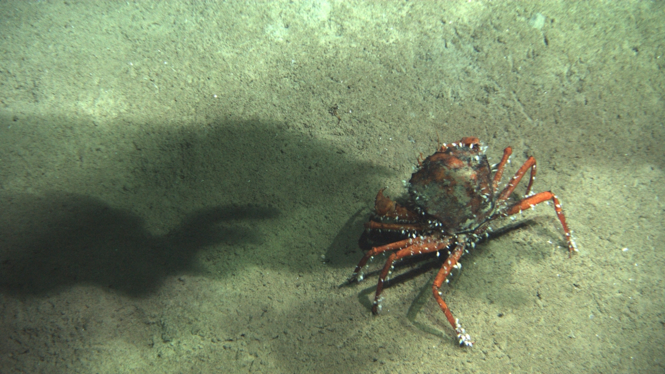 A red crab (Chaceon quinquedens) with numerous barnacles