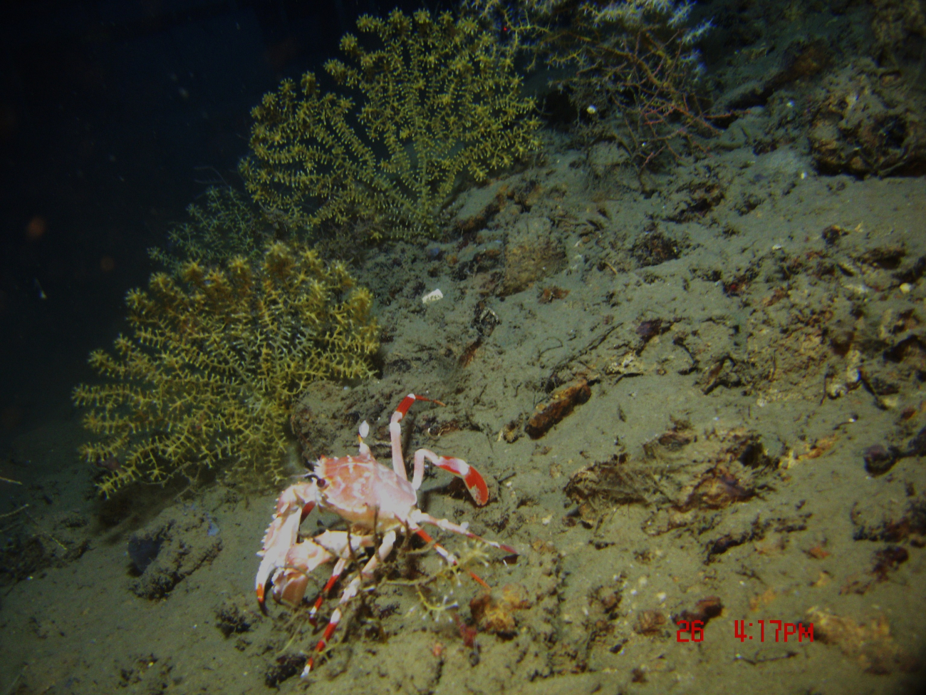 Bathyal swimming crab (Bathynectes longispina) and Paramuricea sp