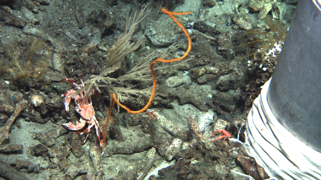 Bathyal swimming crab (Bathynectes longispina), orange black coral whip coral, and possibly Callogorgia americana octocoral bush