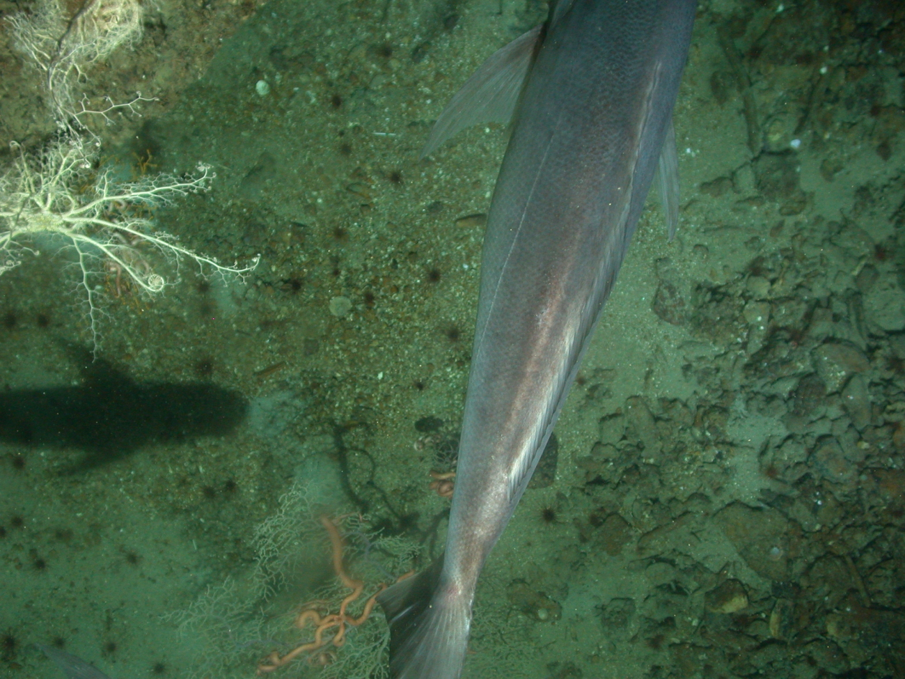 Tail of a large fish passing beneath camera