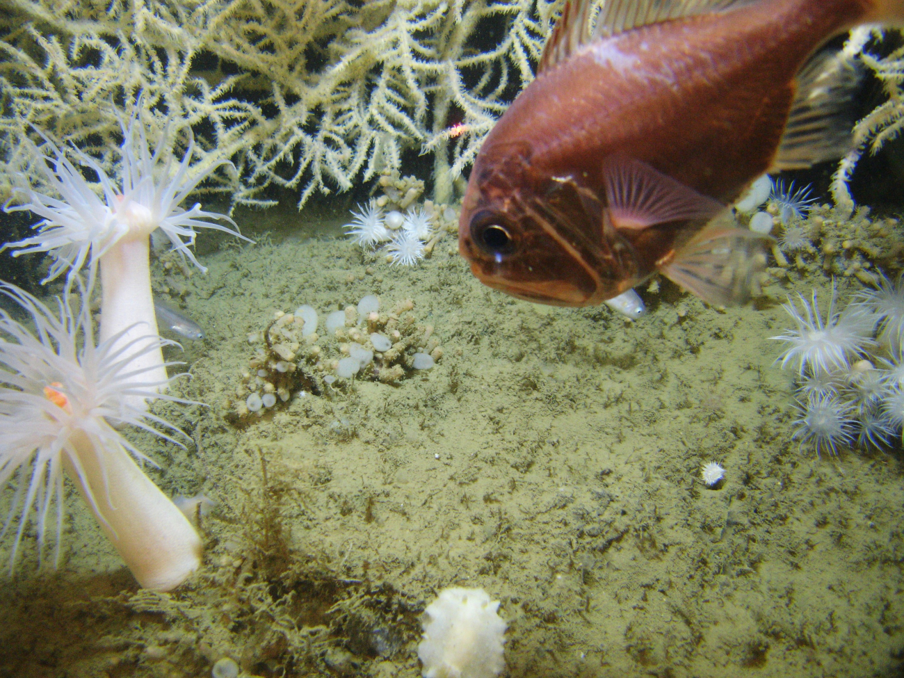 An Atlantic roughy, Hoplostethus occidentalis, swims at the base of a largeLeiopathes glabberima colony at 300 meters depth in the NorthwesternGulf of Mexico