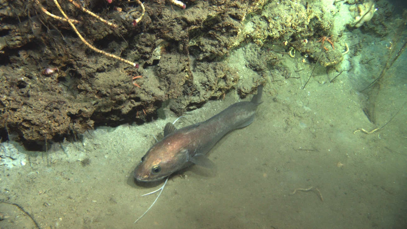 Longfin hake in a cold seep area with Lamellobranchia tube worms