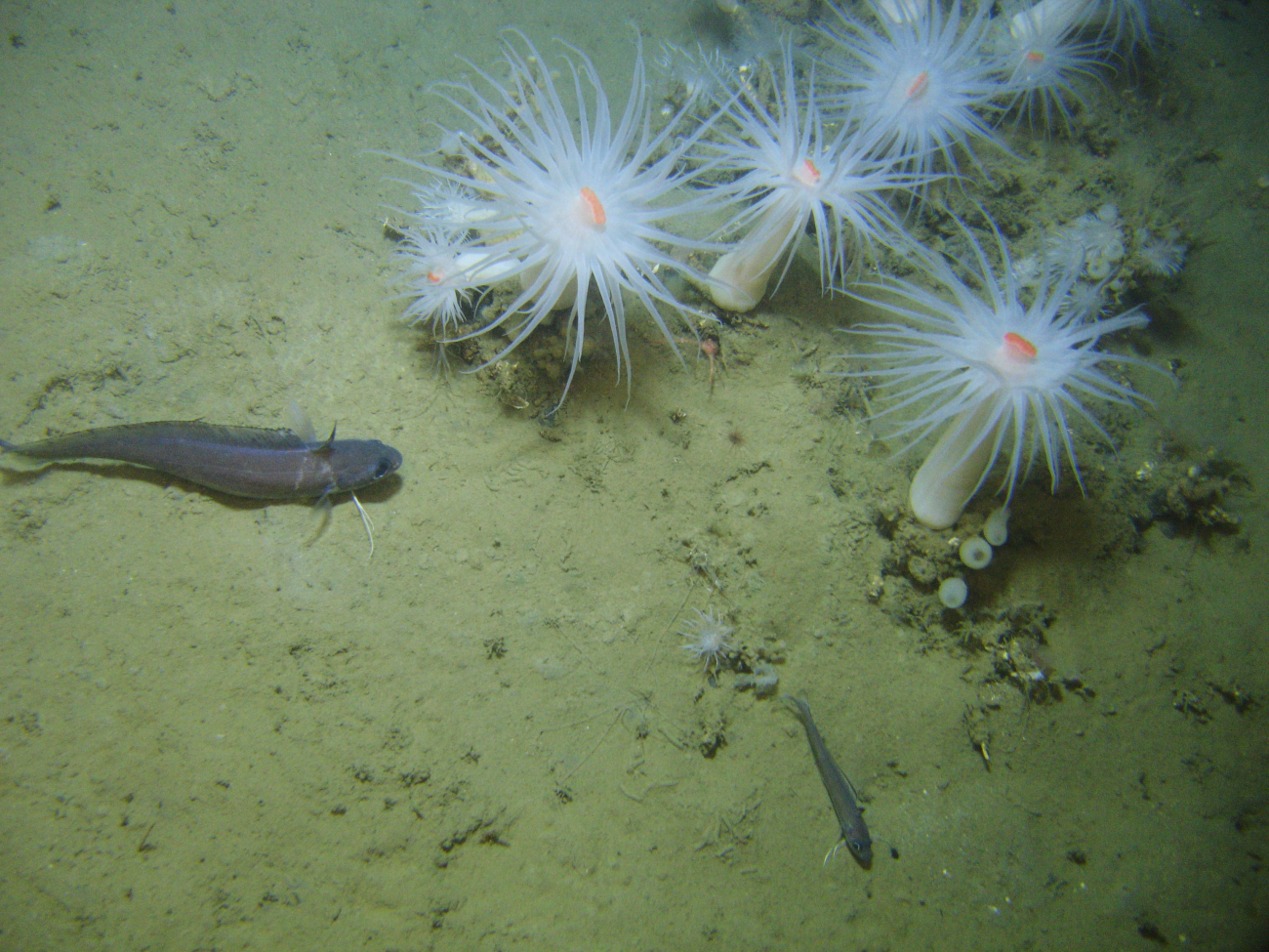 Two sizes of longfin hake in vicinity of stand of large white anemones withorange mouths