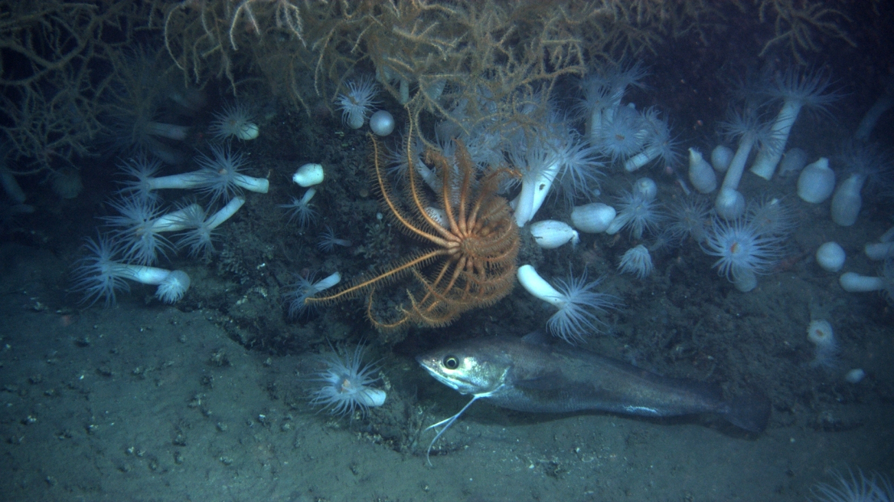 Longfin hake with large white anemone with orange mouths in varous stages ofopening and closing