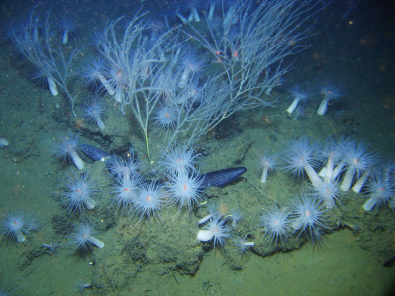 A cusk eel, small bamboo corals, and large white anemones with orange mouths