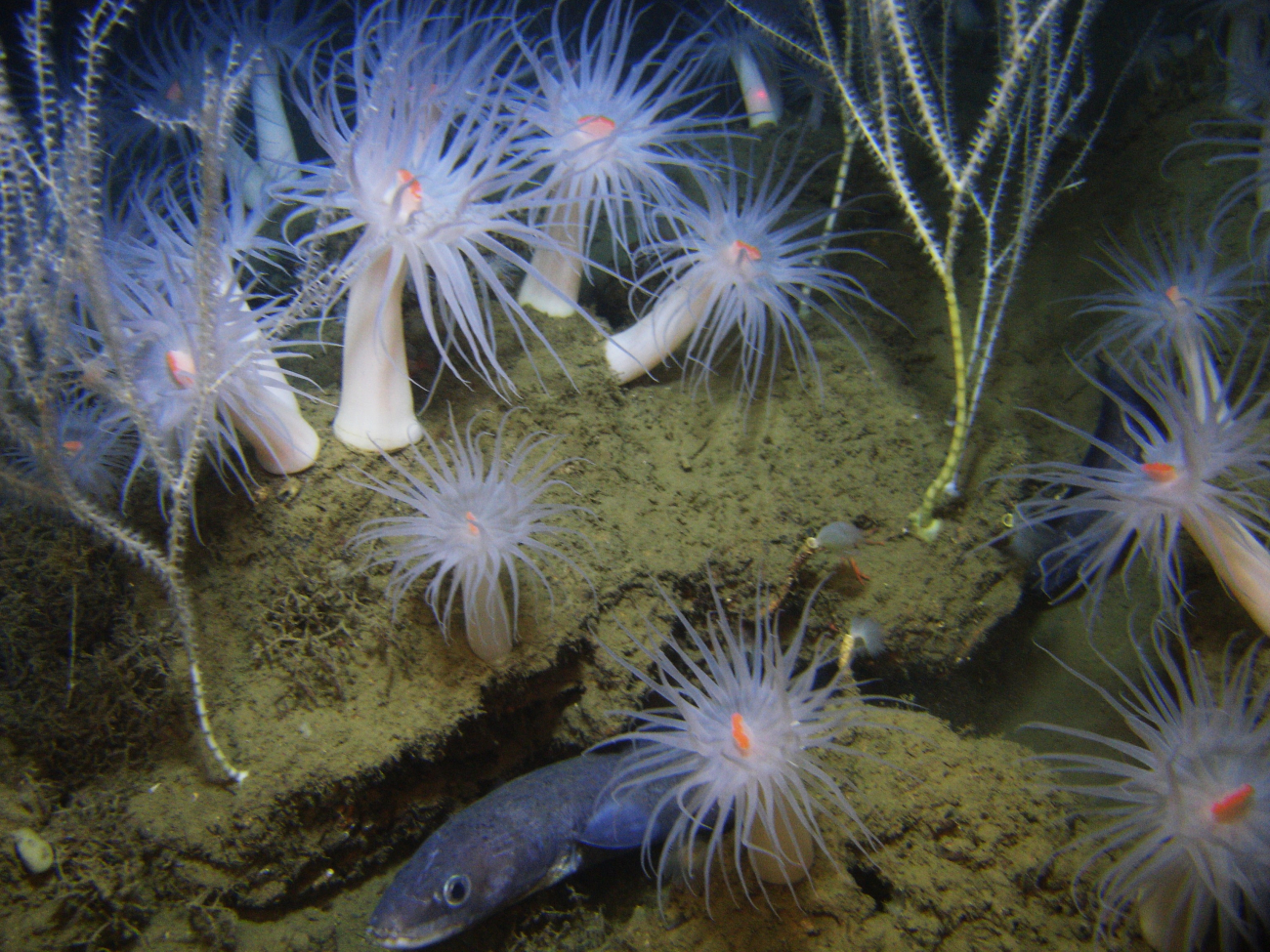 A cusk eel, small bamboo corals, and large white anemones with orange mouths