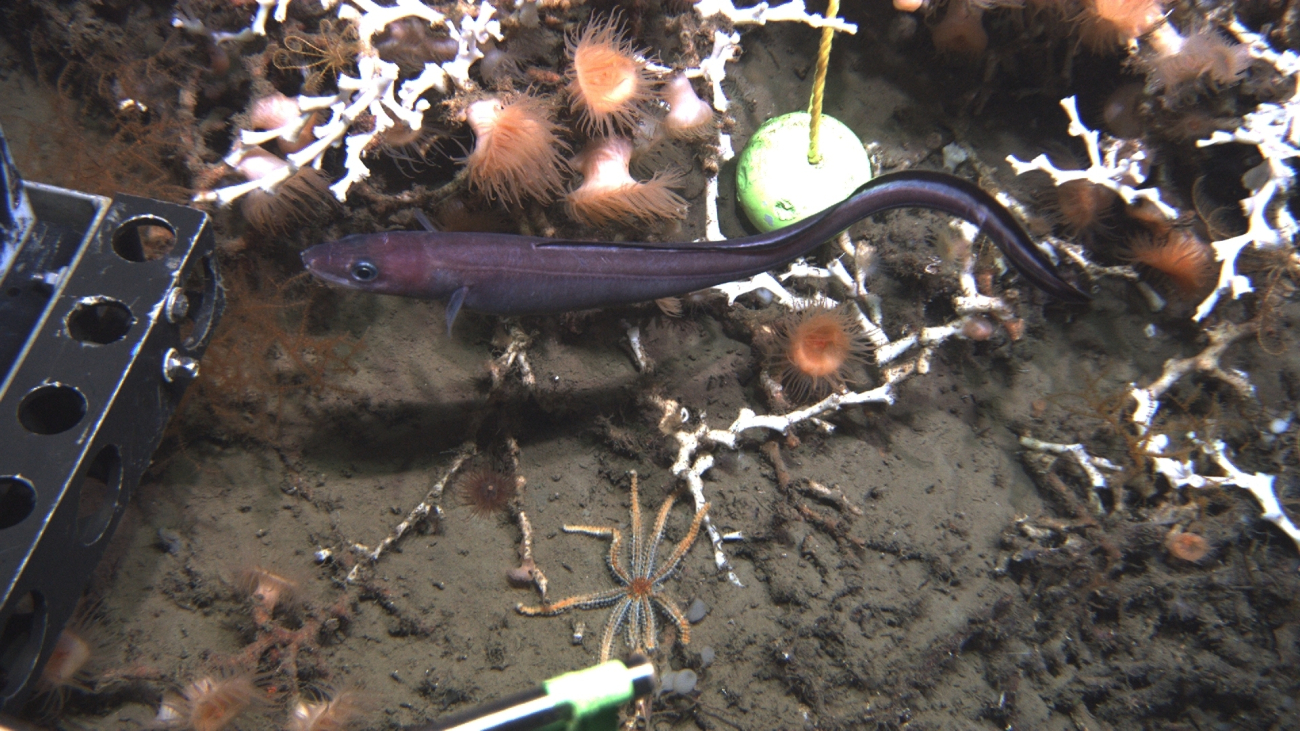 A cusk eel, orange anemones, white lophelia, and a large sea star at a repeatscience observation station