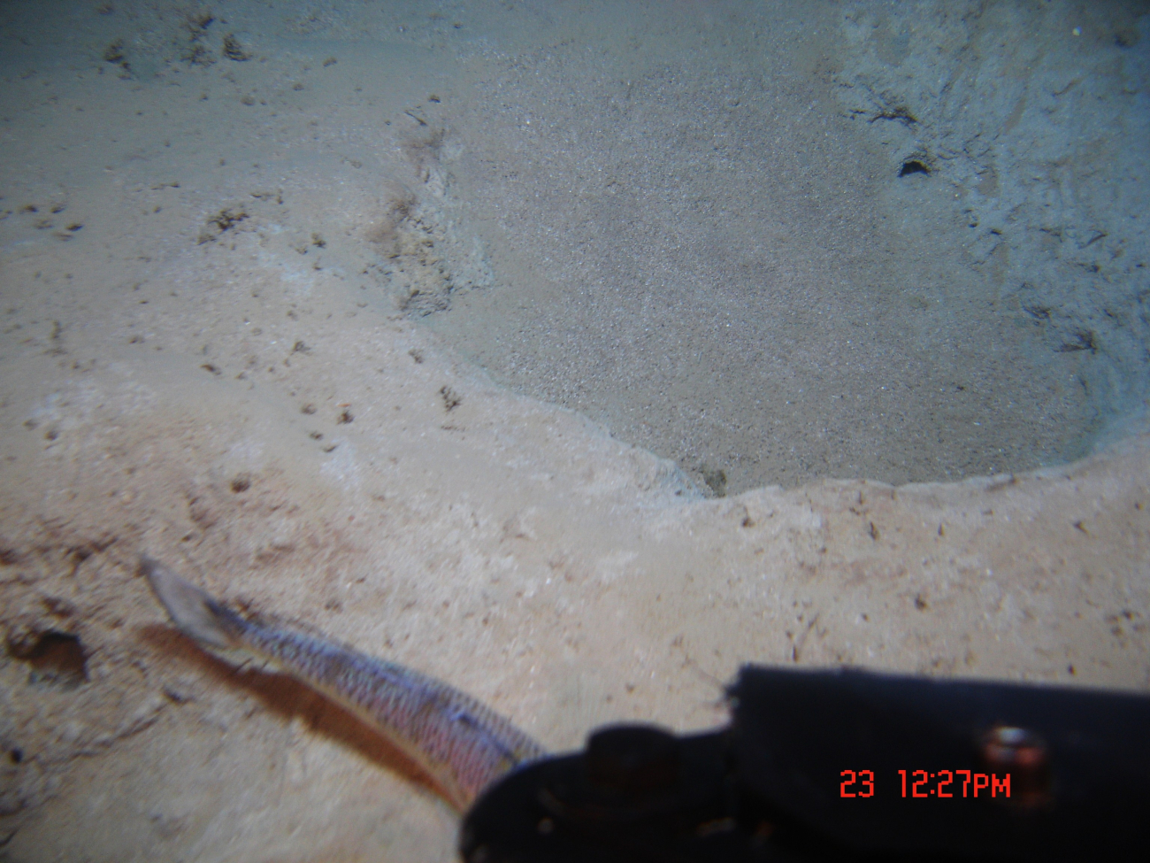 Fish tail near large burrow in sediment