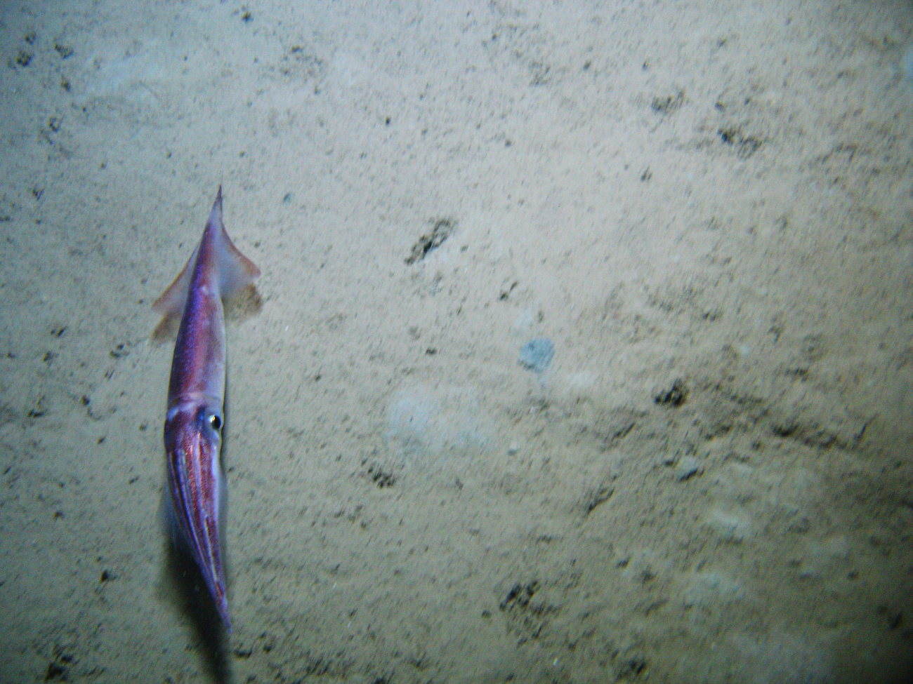 Squid in close proximity to bottom