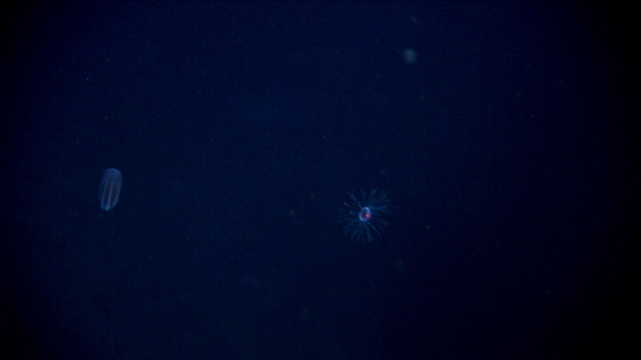 A ctenophore and perhaps a jelly looking like galaxies in the darkness of thedeep