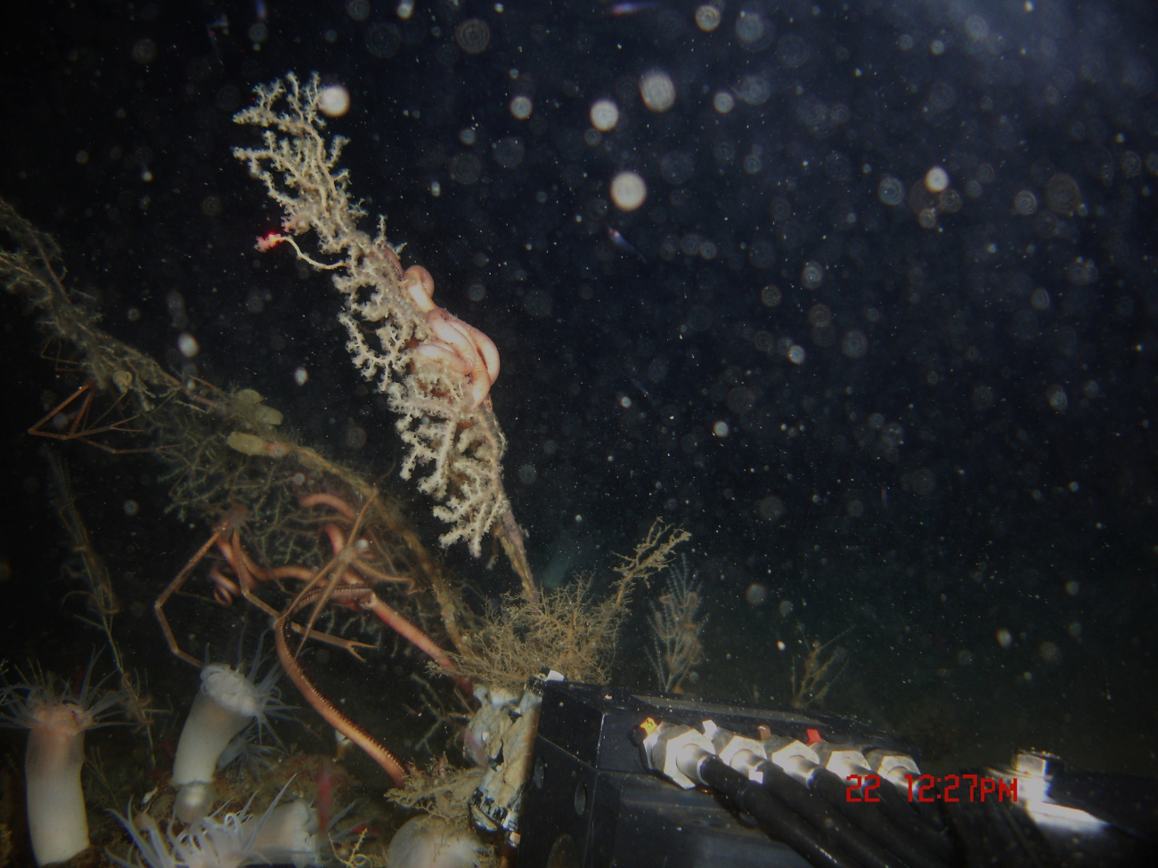 Looking over the ROV to various corals and anemones