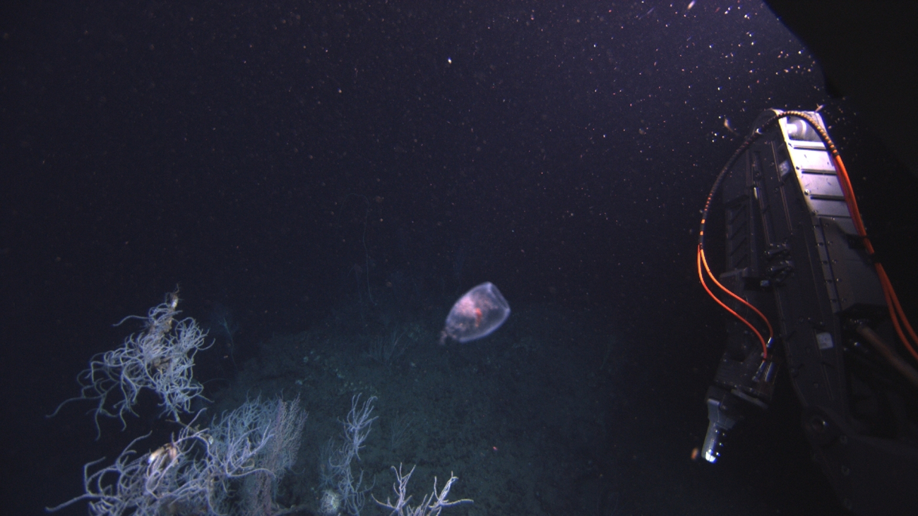 A type of salp over bushes of white black coral Leiopathes glaberrima