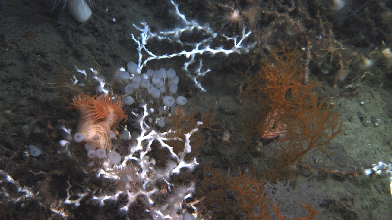 White Lophelia pertusa scleractinian coral, orange black coral Leiopathesglaberrima, and a large orange anemone