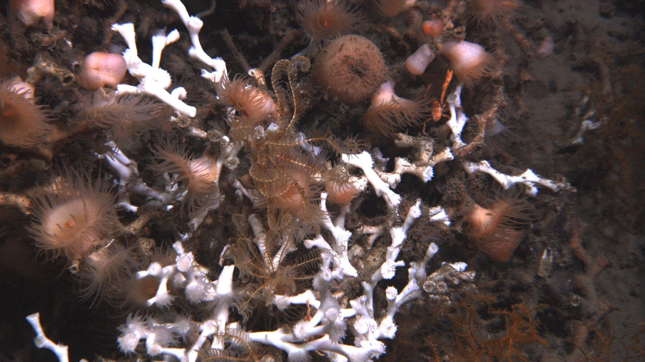 Lophelia pertusa coral, brown and orange anemones, and brown and orangefeather star crinoids