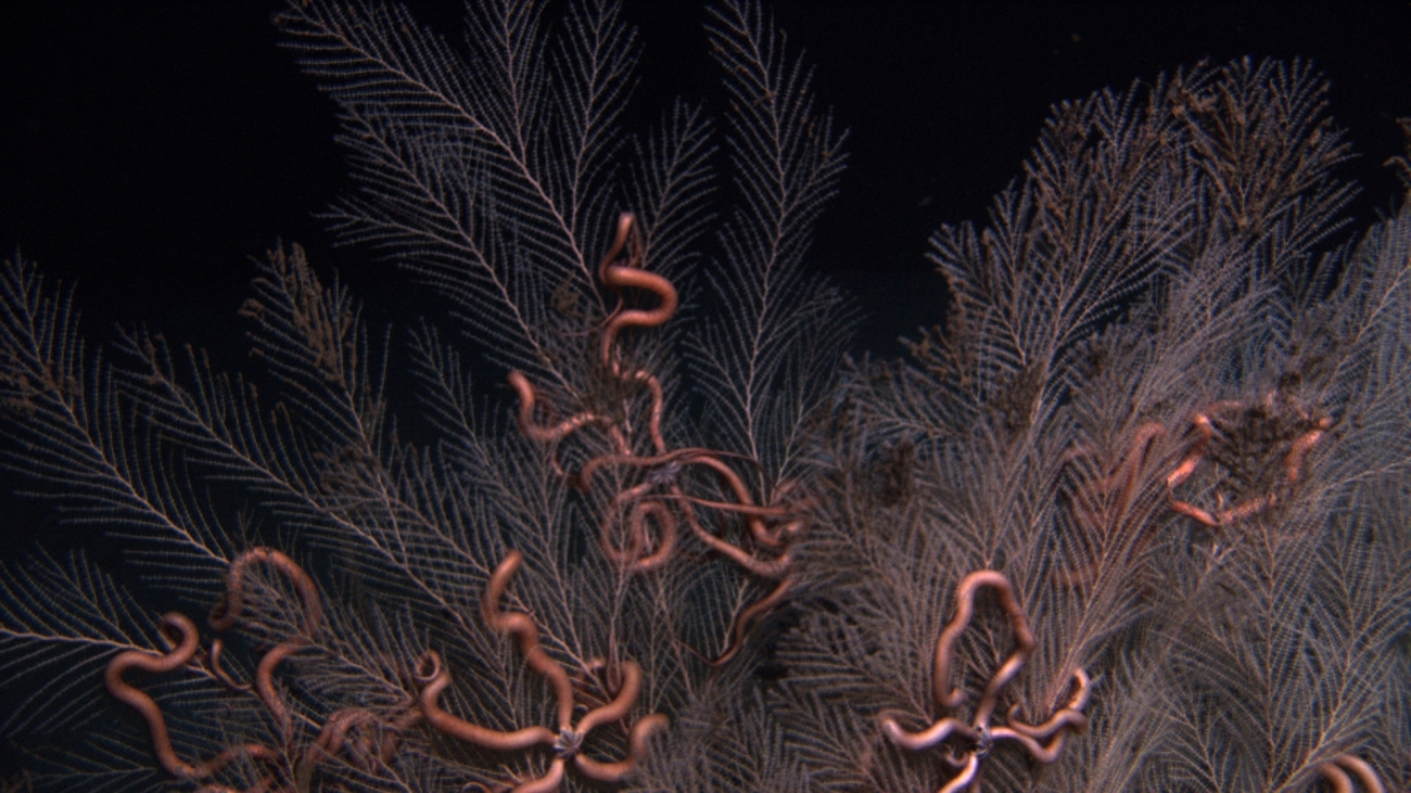 Callogorgia americana deep sea coral with numerous ophiuroid brittle stars