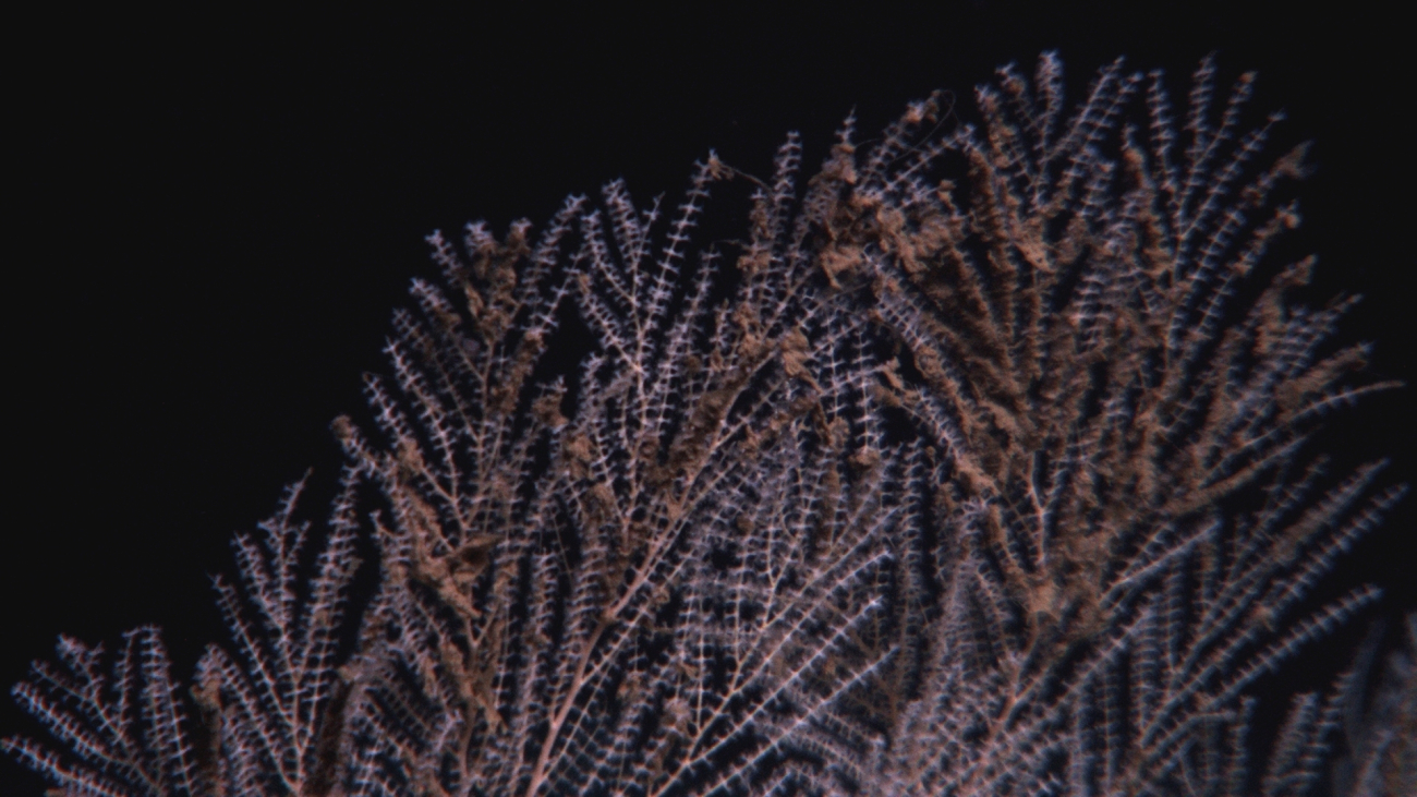 Callogorgia americana deep sea coral with flocculent material on branches