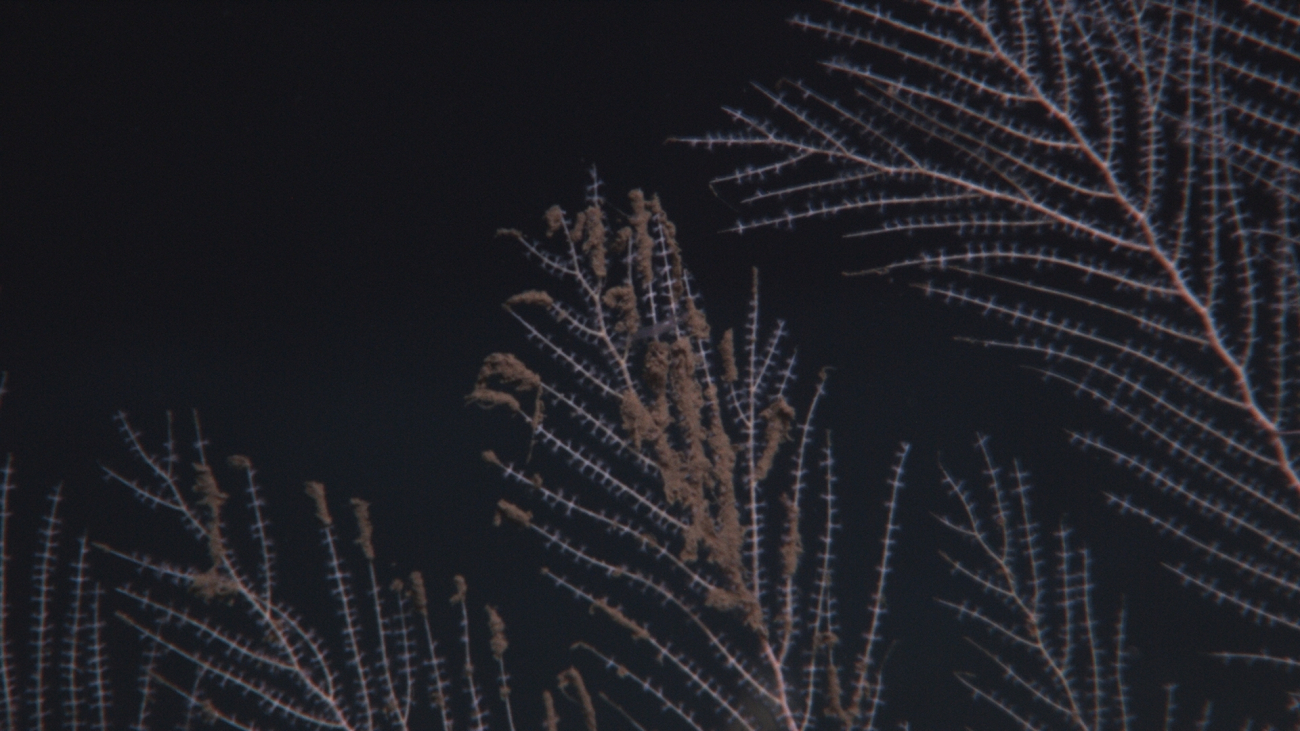 Callogorgia americana deep sea coral with flocculent material on branches
