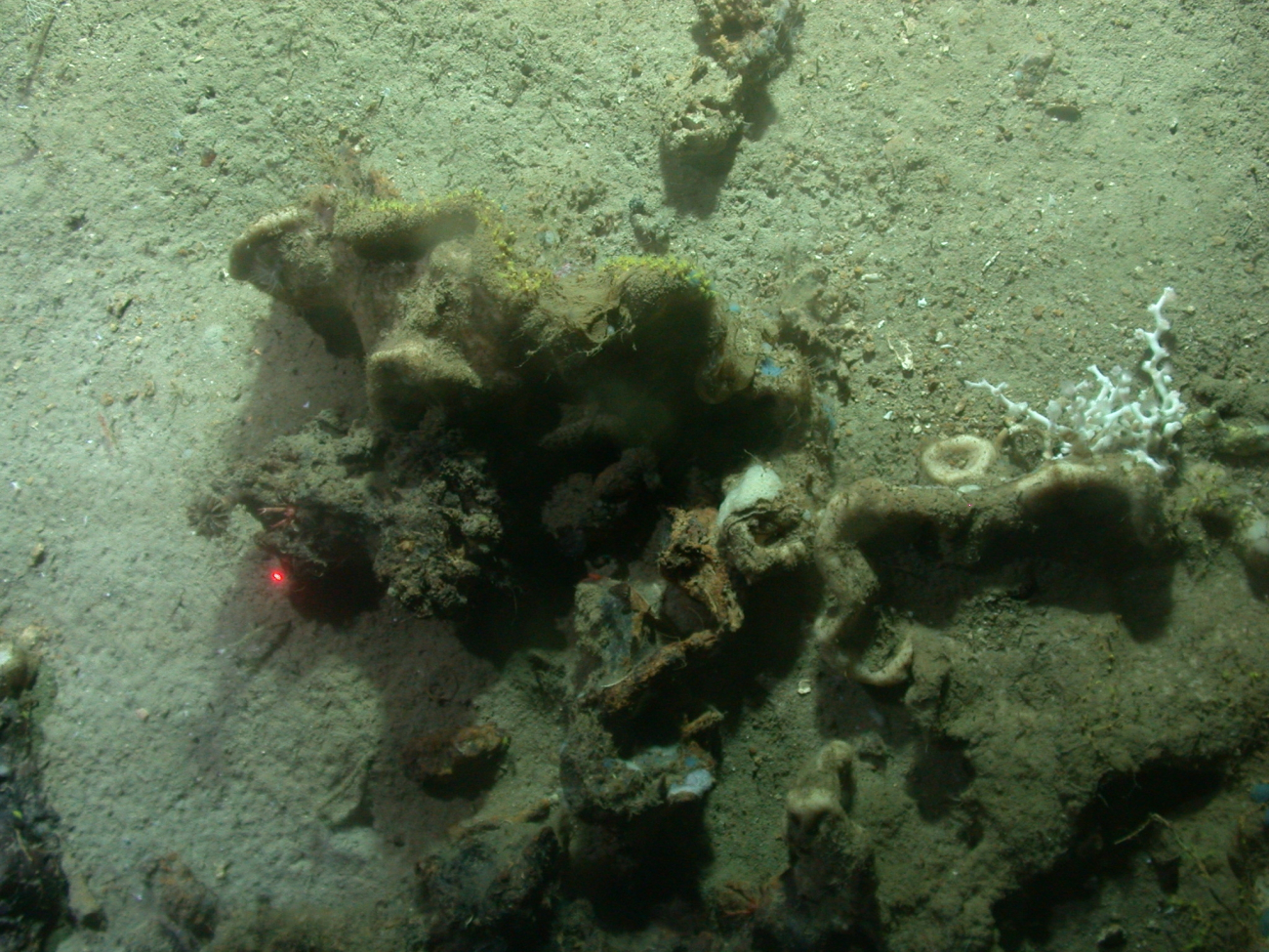 Marine debris?  Sponges surrounding what appears to be old iron debris