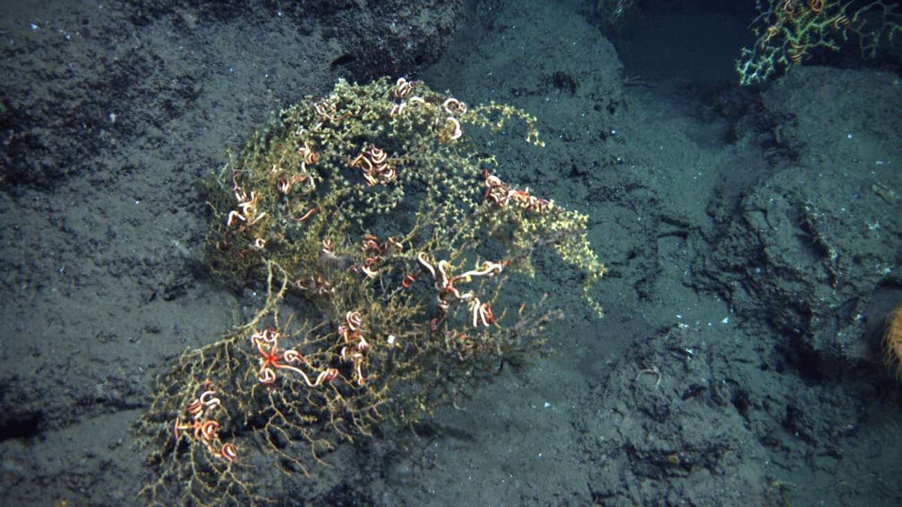 Paramuricea coral with sickly looking brittle stars in the vicinity of Deepwater Horizon