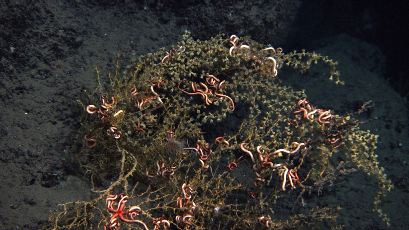 Some coral and anthozoids covered with brown flocculent material