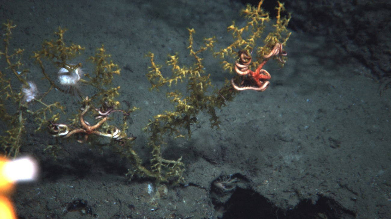 An impacted paramuricid coral with associated brittle stars