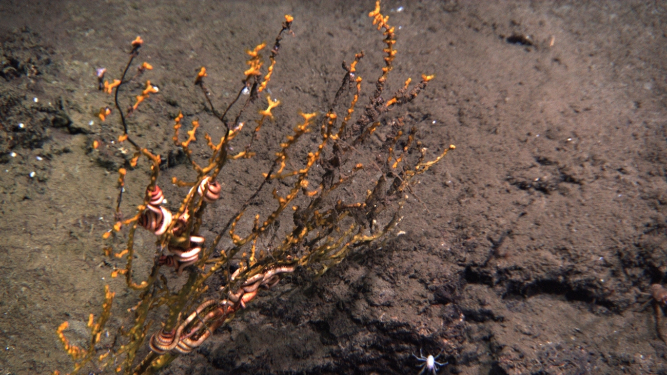 Coral bush with live and dead areas partially covered with brown flocculentmaterial