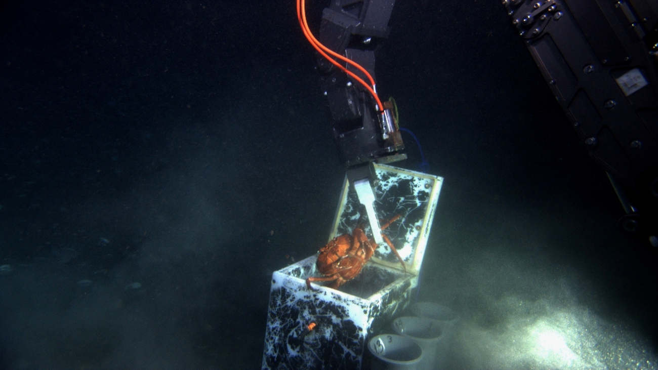 A protesting red crab (Chaceon quinquedens) being dropped into a sample box bythe manipulator arm of the JASON II ROV