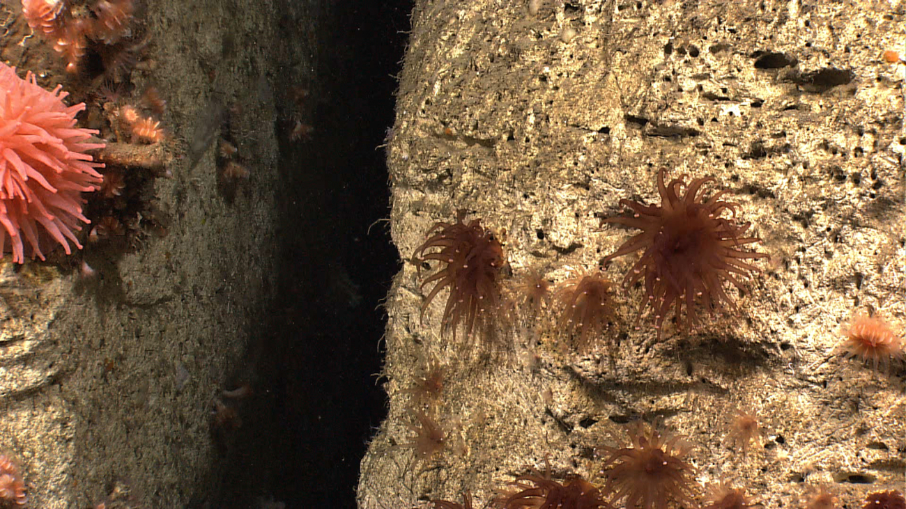 A crevasse in the canyon wall with cup corals on the inside, large brownanemones on the right, and a larger peach-colored anemone on the left