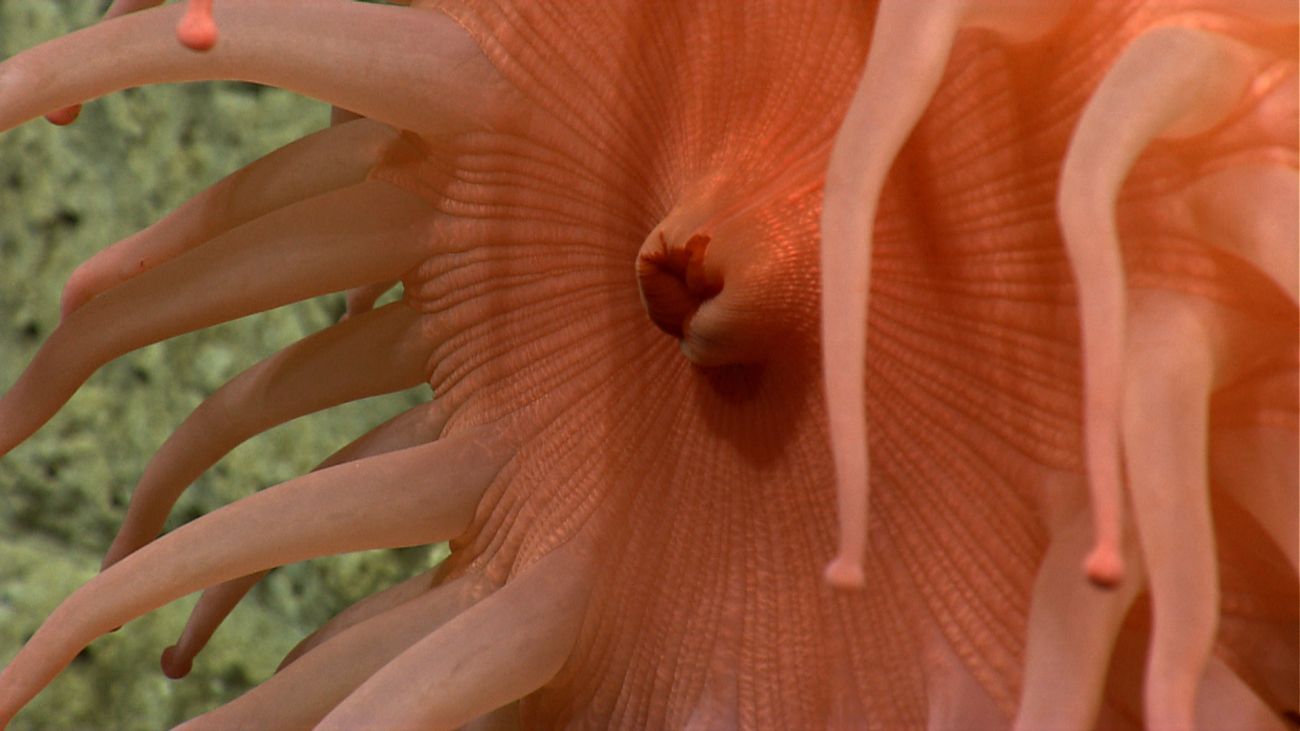 A peach-colored anemone with its mouth puckered up
