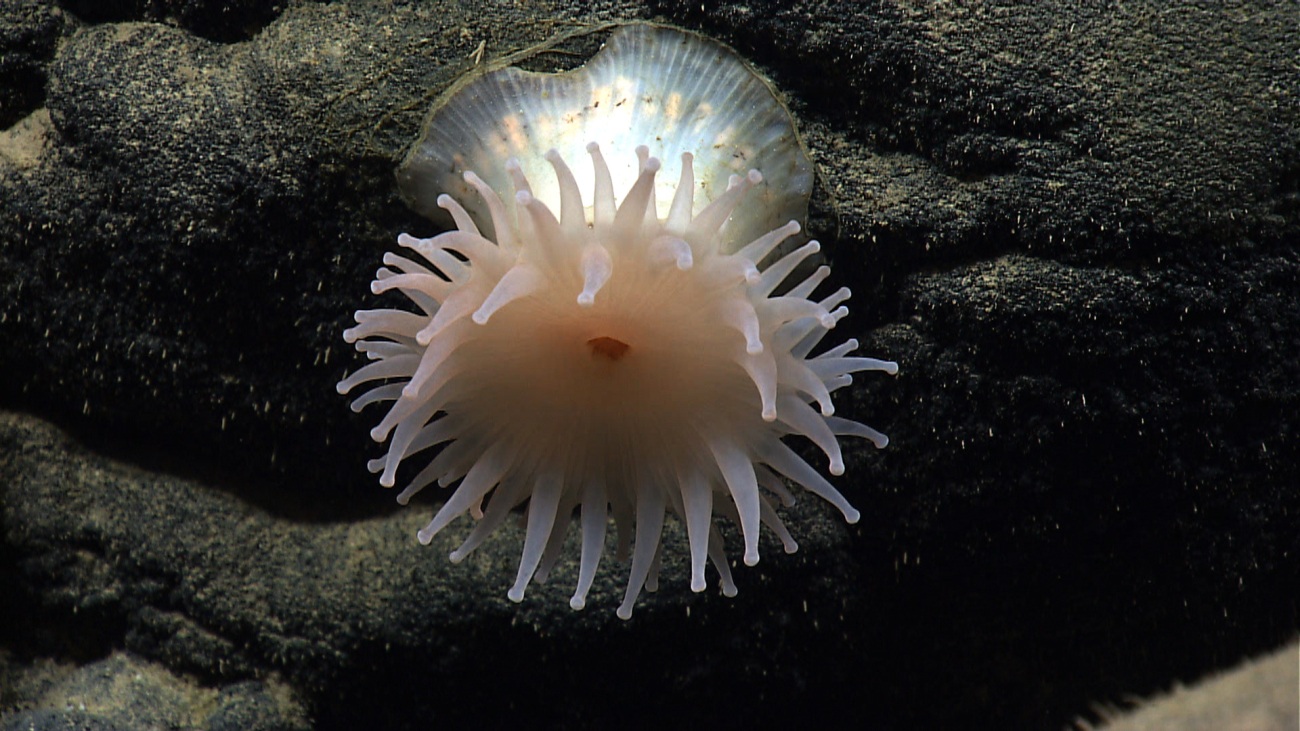 A large white anemone with a red mouth