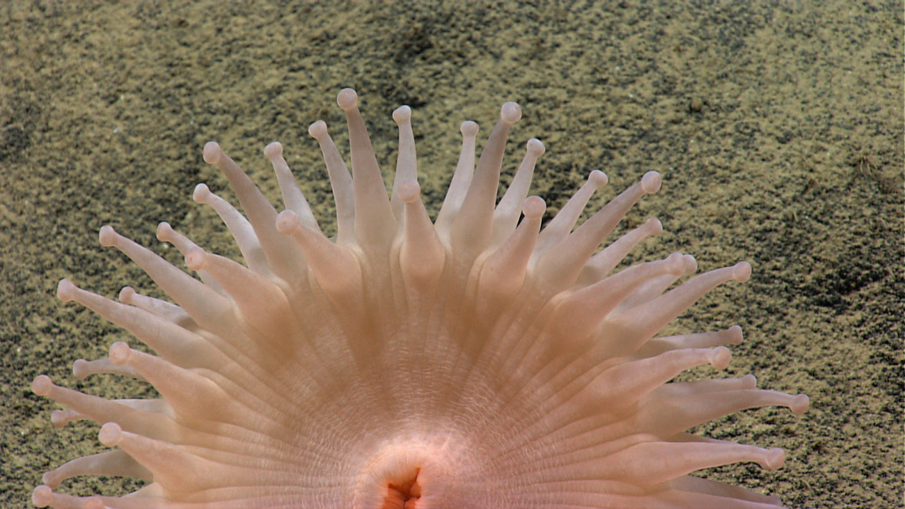 A pinkish white anemone looking somewhat like a rising sun