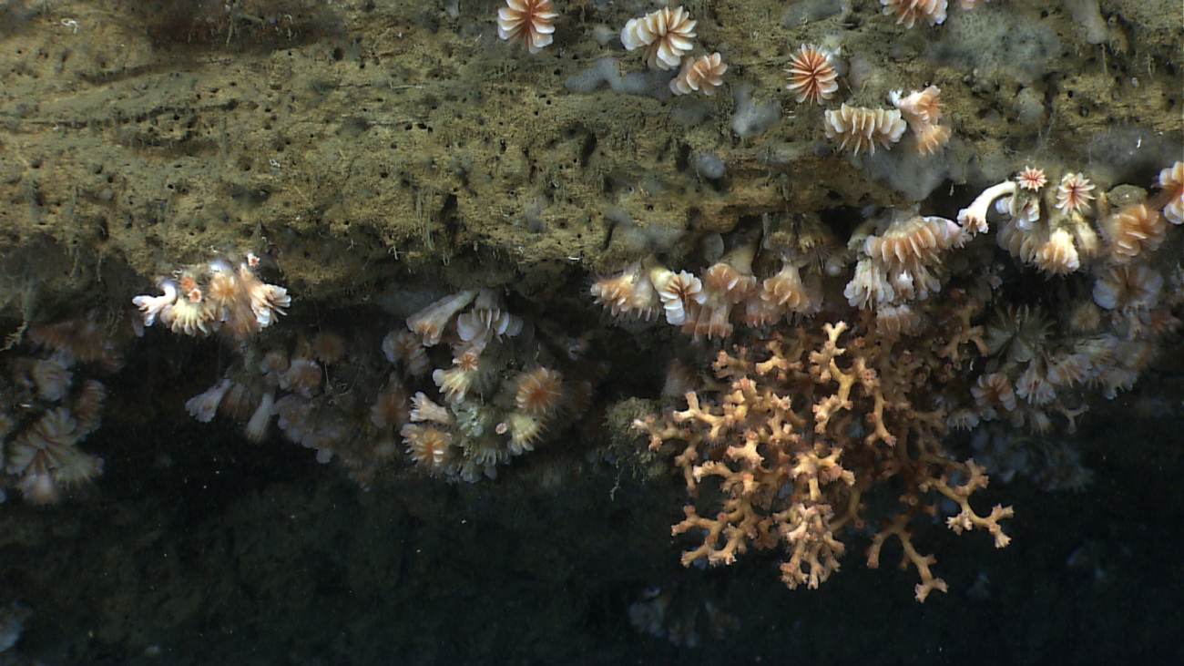 Cup corals, Lophelia pertusa, and whitish gray sponges on a canyon wall