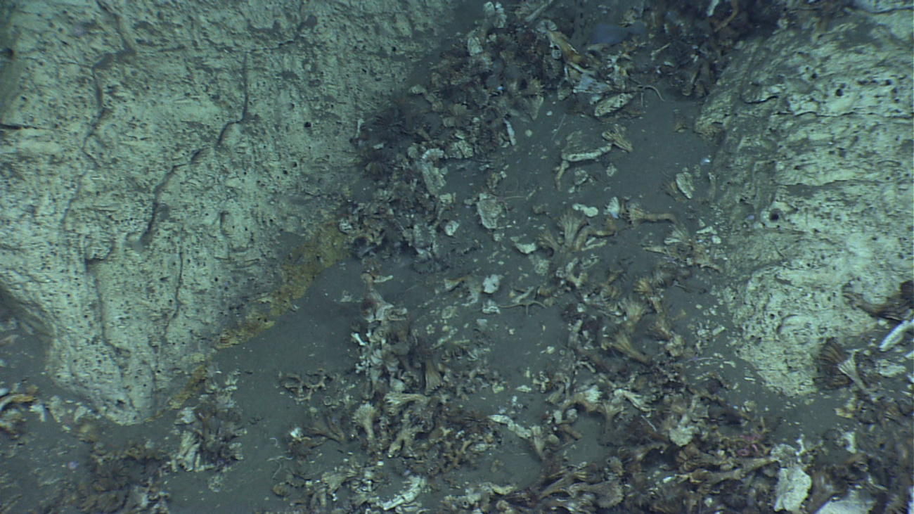 Dead cup coral debris in sediment chute