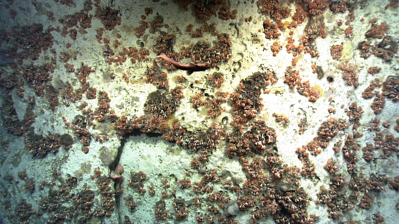 An aggregation of cup corals on a canyon wall