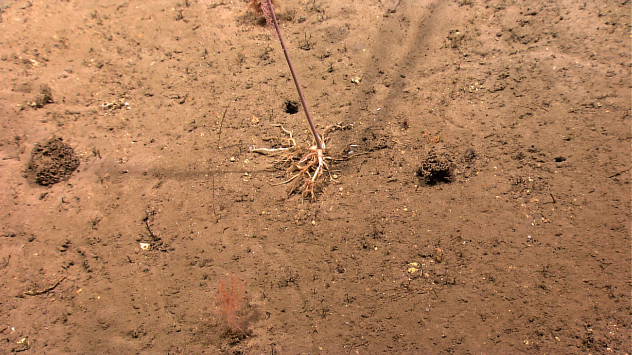 Exposed root system of whip coral seen in image expn2645