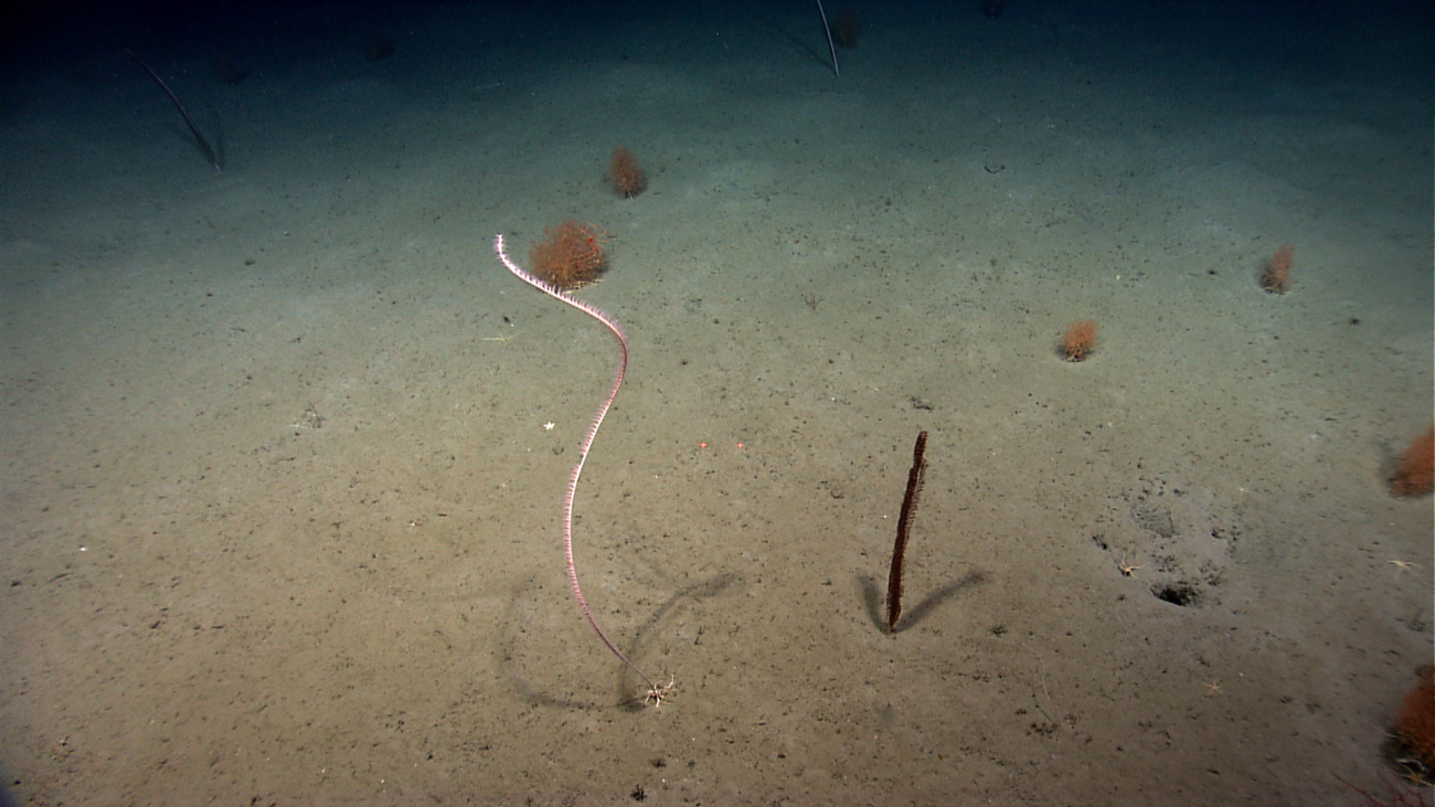 A large whip coral with its roots explosed, orange Acanella sp