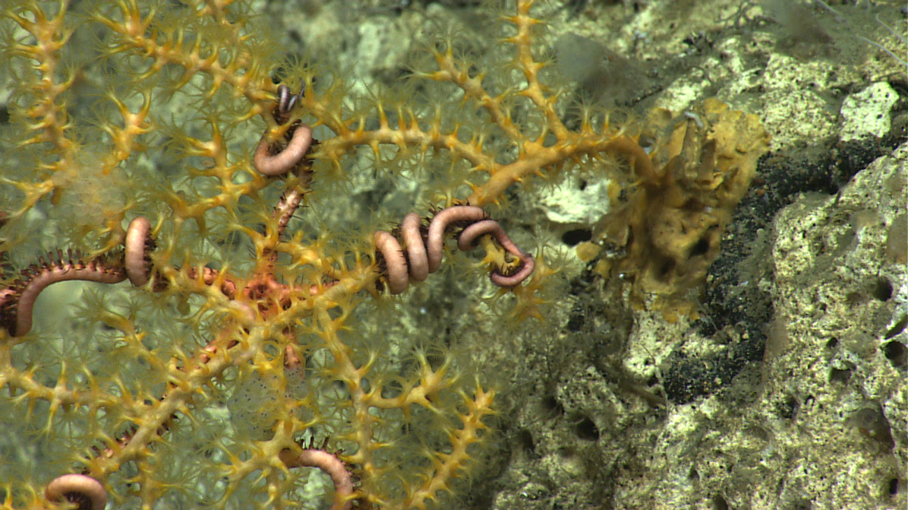 A large pink brittle star in the branches of a yellow Paramuricea coral