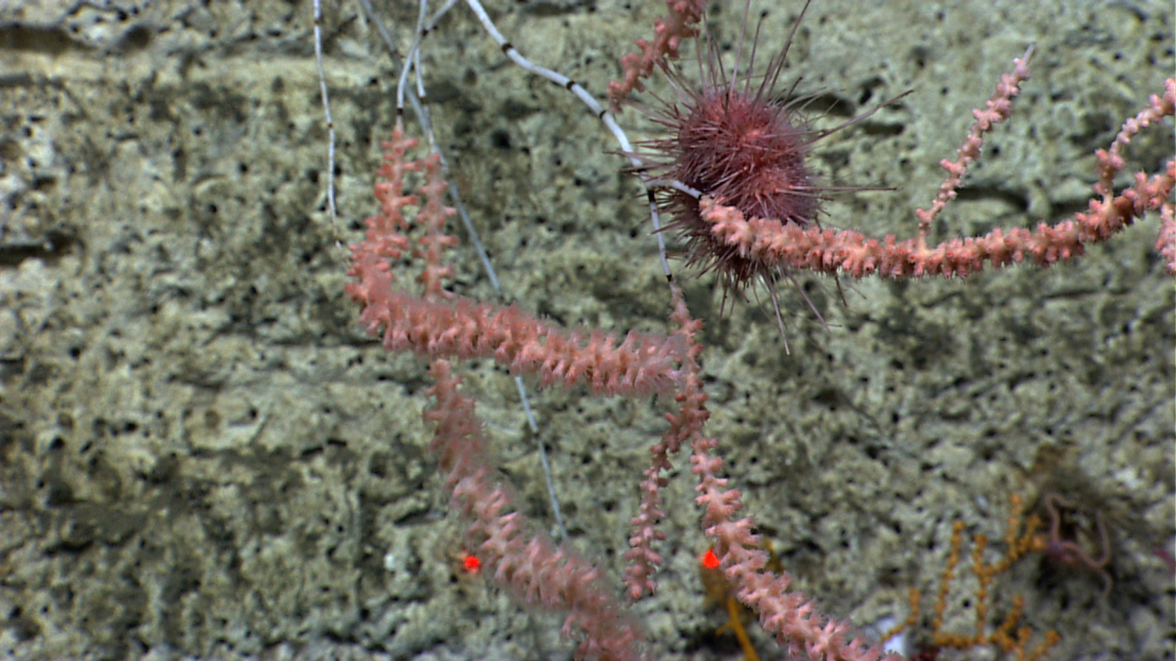 Bamboo coral bush with polyps being munched on by sea urchin