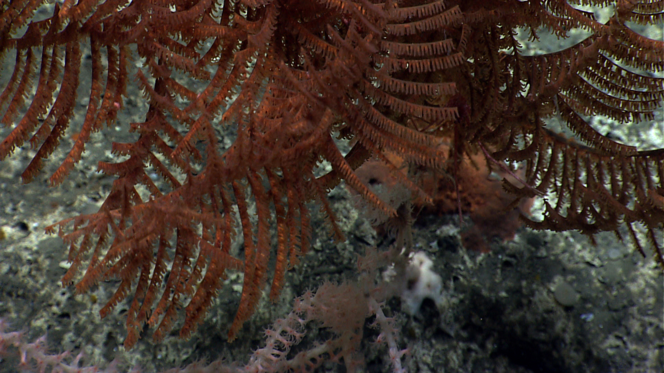 An orange black coral bush in the top of the image and a pinkish whitebamboo octocoral at the bottom