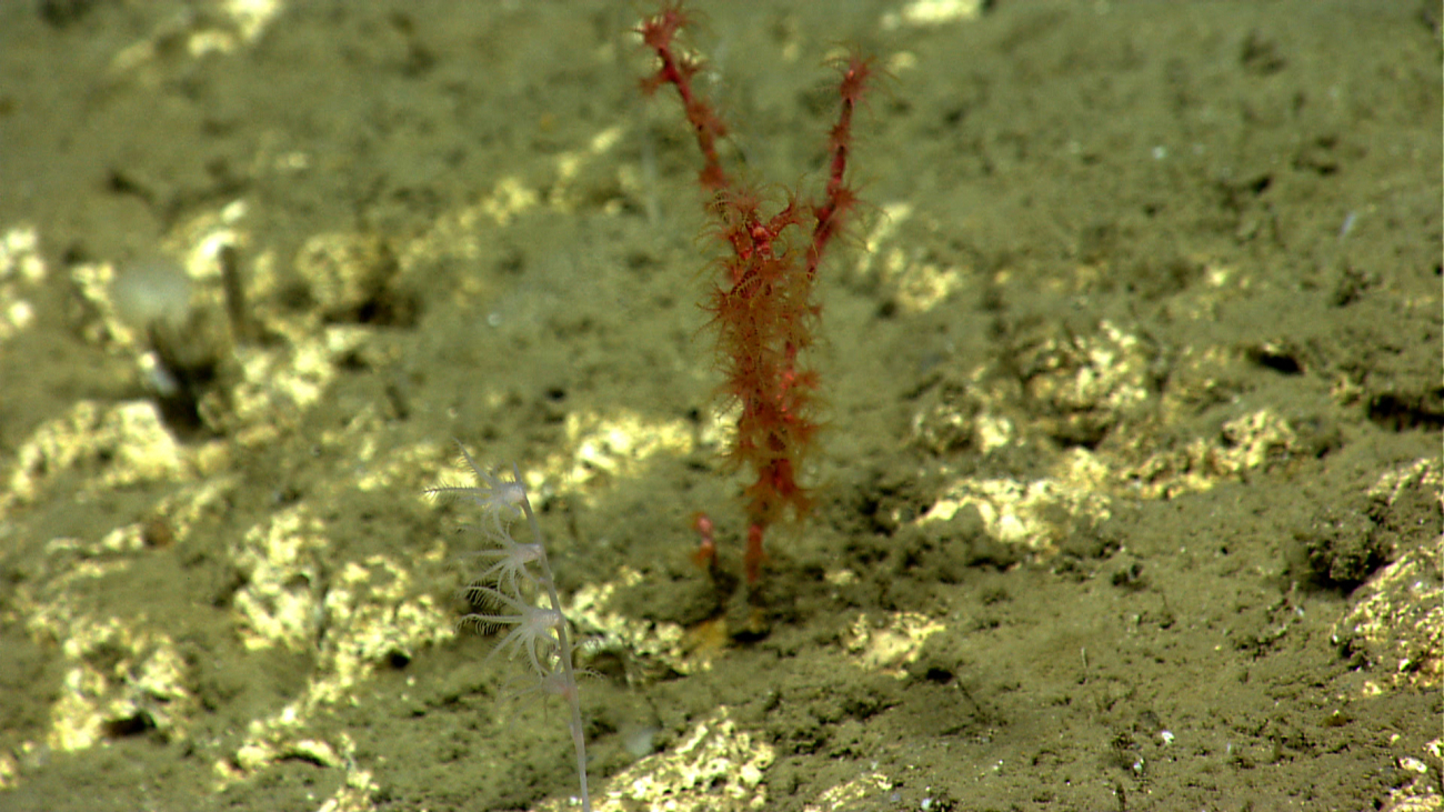 A small white umbellula octocoral and a small red octocoral on a lightlysediment covered rock outcrop