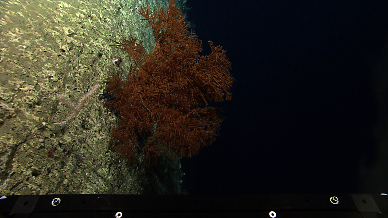 A large orange black coral bush with a smaller bamboo octoral in theforeground on a vertical wall