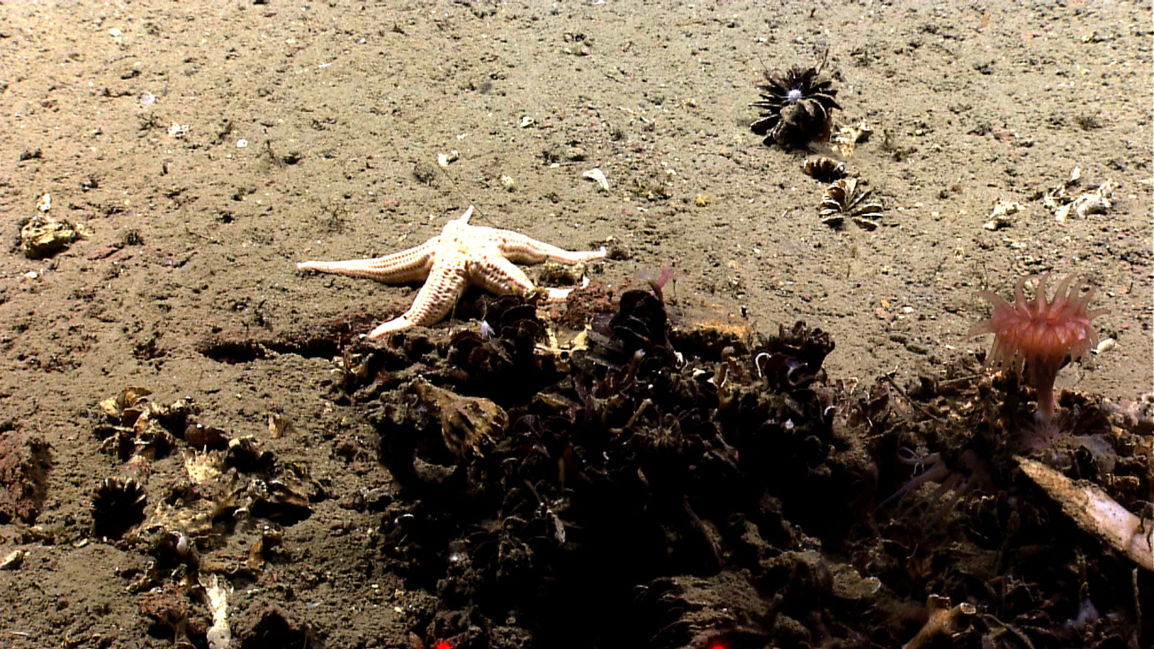 A large white sea star in close proximity to a pile of dead cup corals